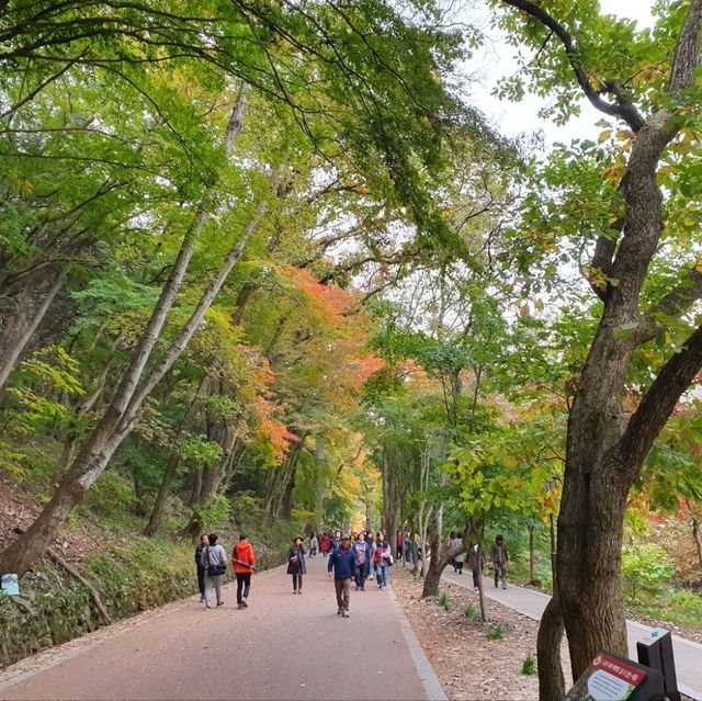 秋夕楓葉紅飄逸🍁四色匯聚內藏山
絕美景色白羊寺