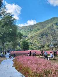 영월의 동강따라 가을 꽃놀이 즐기기🏞🌸