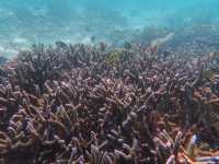 ชมทุ่งประการังที่เกาะย่านเชือก|ทะเลพม่า