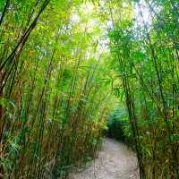 🏞️👣 元荃古道～征服山徑🏞️👣🌳