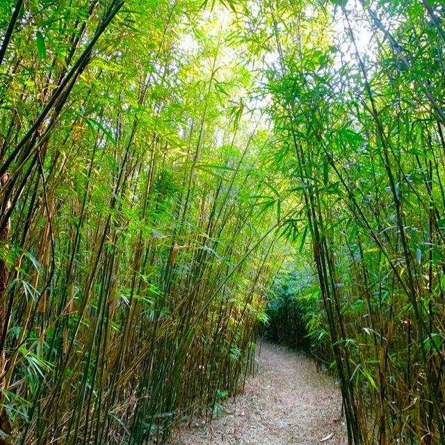 🏞️👣 元荃古道～征服山徑🏞️👣🌳