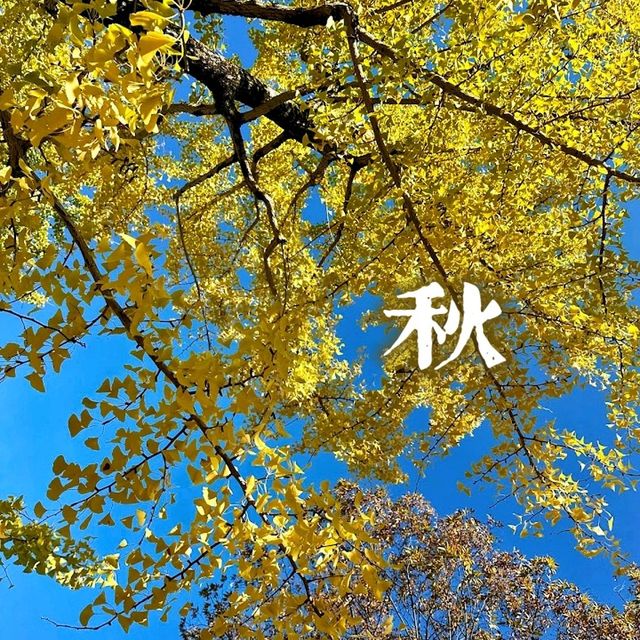 The stunning Kyoto Imperial Palace