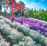 จุดเช็คอินแห่งใหม่เขาค้อ สวนดอกไม้&คาเฟ่🌸🌼