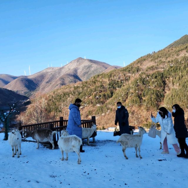 태백 겨울 가볼만한곳 몽토랑산양목장 