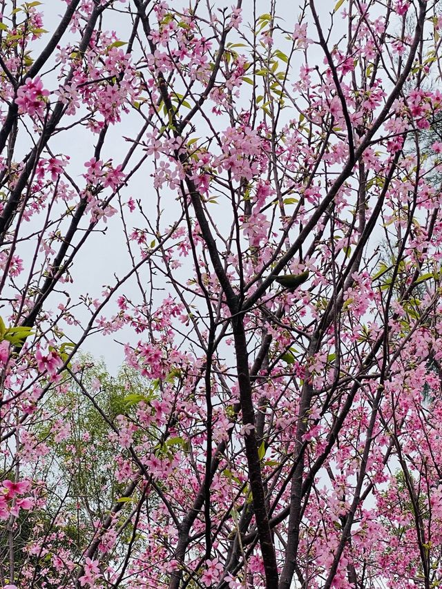 機場櫻花園！期間限定香港賞🌸秘景