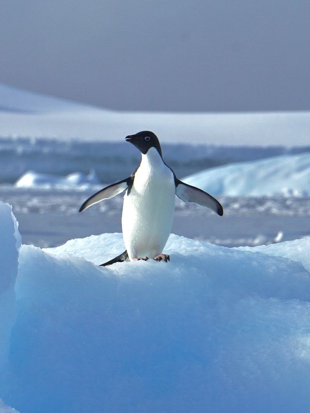 Cruising the Kingdom of Ice 