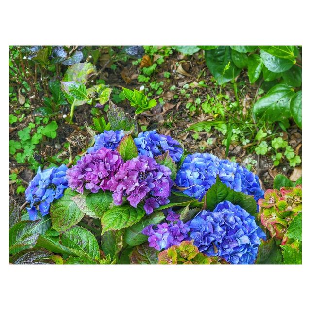 香港賞花。單車公園 