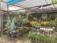 ทริปหาซื้อต้นไม้ฟอกอากาศ @เชียงใหม่