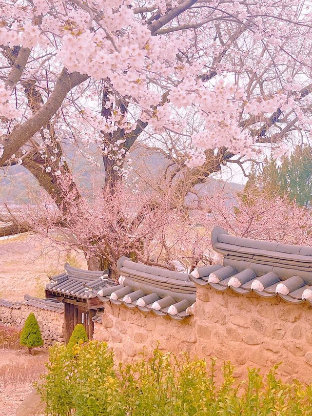 고택과 어우러져 더 아름다운 밀양 매화 명소 ✨