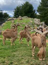 Get up close with animals at Canberra’s zoo!