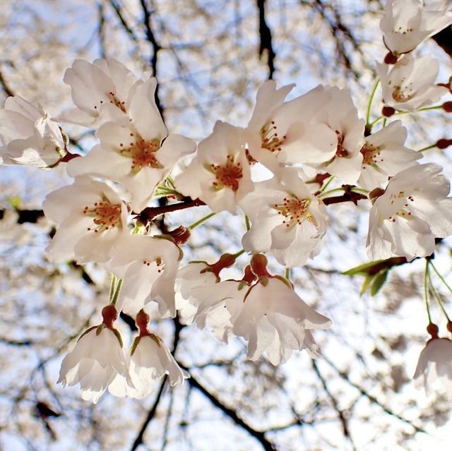根尾淡墨桜