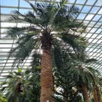 The Flower Dome @ Gardens By The Bay