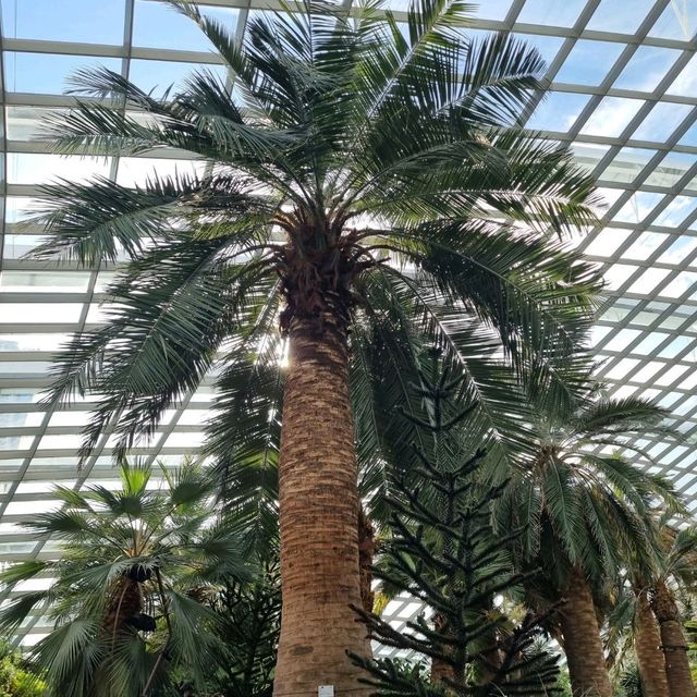 The Flower Dome @ Gardens By The Bay