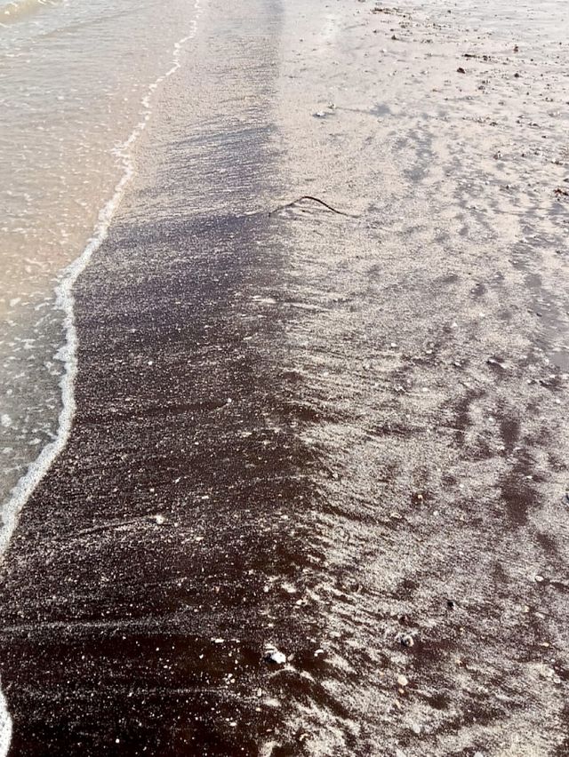 หาดสันหลังมังกร ทะเลแหวก