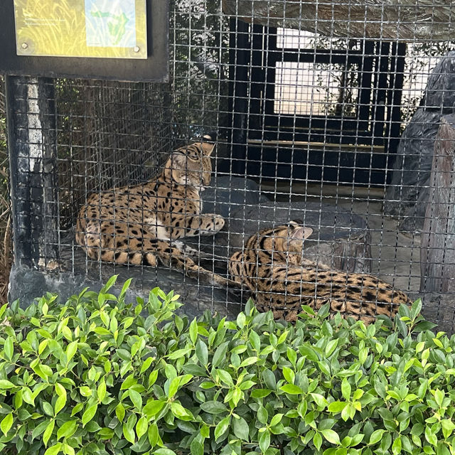 泰國Ayutthaya大城動物園 超近距離與各種動物拍照