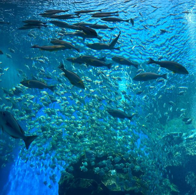 【相聚於水】台灣桃園 X Park 水族館:浸入海底奇觀 【相聚於水】台灣桃園 X Park 水族館:浸入海底奇觀