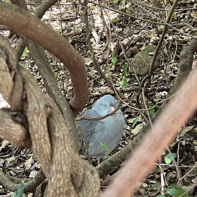 ニューカレドニアの自然動物公園