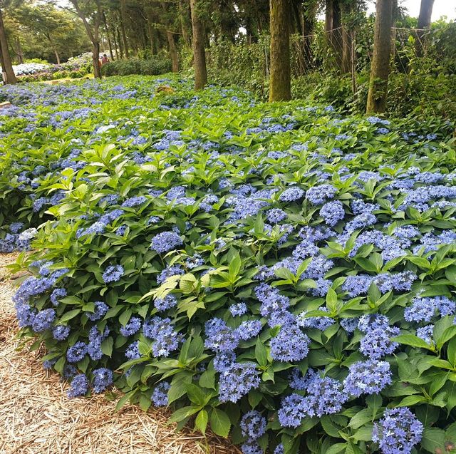 여름의 제주 꽃구경🌼