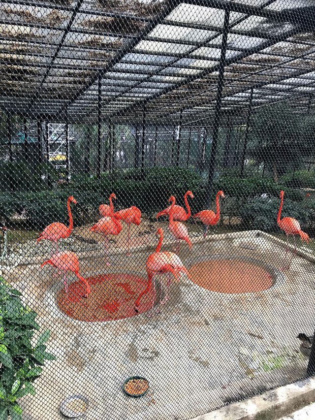 Zoological and Botanical Gardens 🌻✨