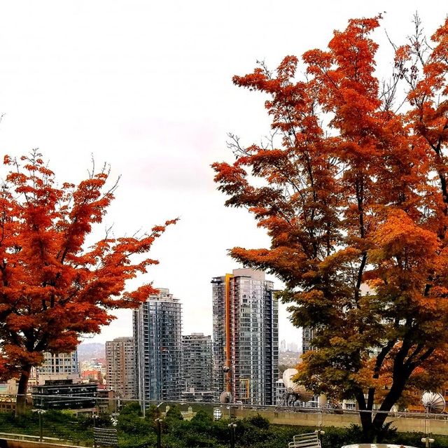 Fall in Vancouver is spectacular 🍁🍁