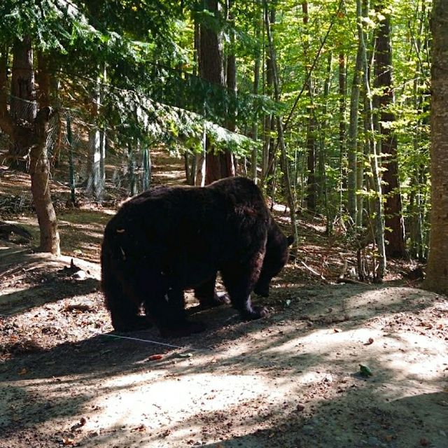 VISITING THE BEAR SANCTUARY BELITSA!