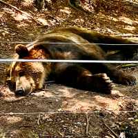 VISITING THE BEAR SANCTUARY BELITSA!