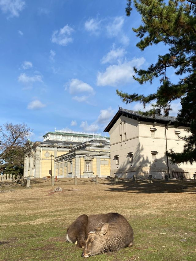 Ohhh my deer in Nara Park 🦌🦌🦌