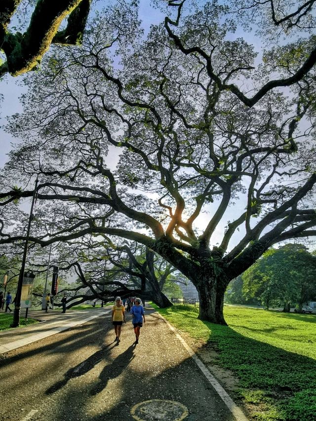 Heritage Raintree Walk & Picturesque Scenary