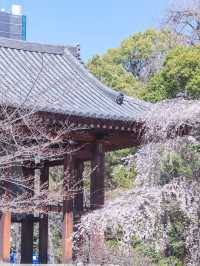 東京タワー×桜が見れるとっておきスポット