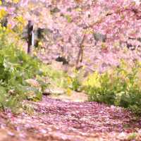 富士山×桜が絶景！神奈川のおすすめ桜スポット