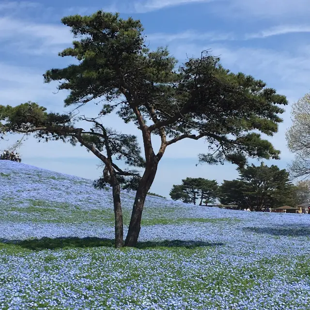 【國營日立海濱公園】藍粉蝶的夢幻山丘📷🦋
