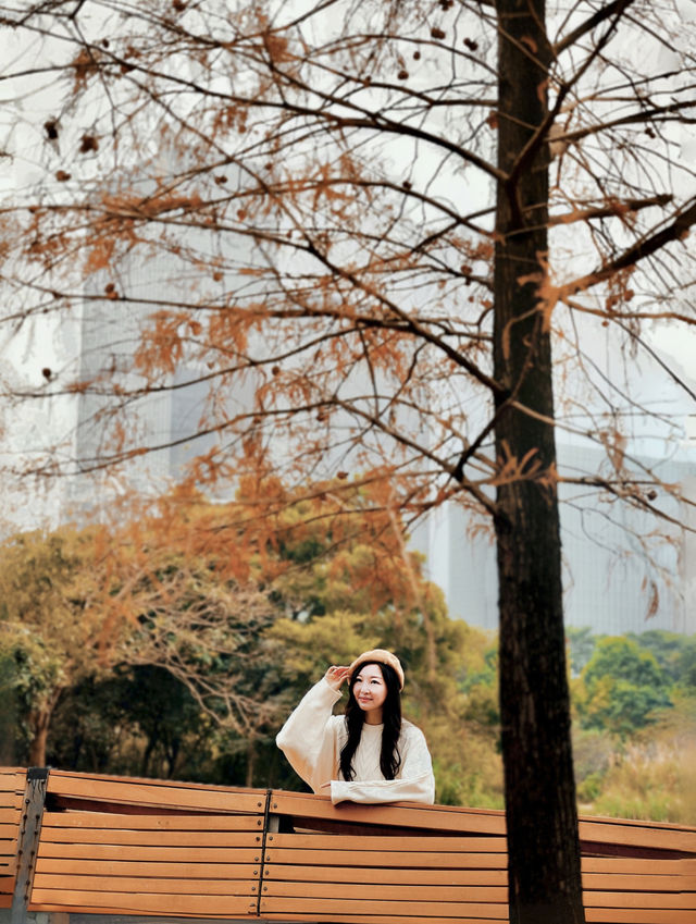 深圳｜絕美落羽杉🍂景緻