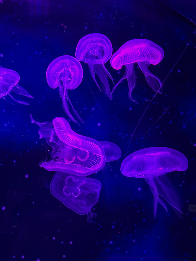 부산에 무료로 볼 수 있는 아쿠아리움, 국립해양박물관