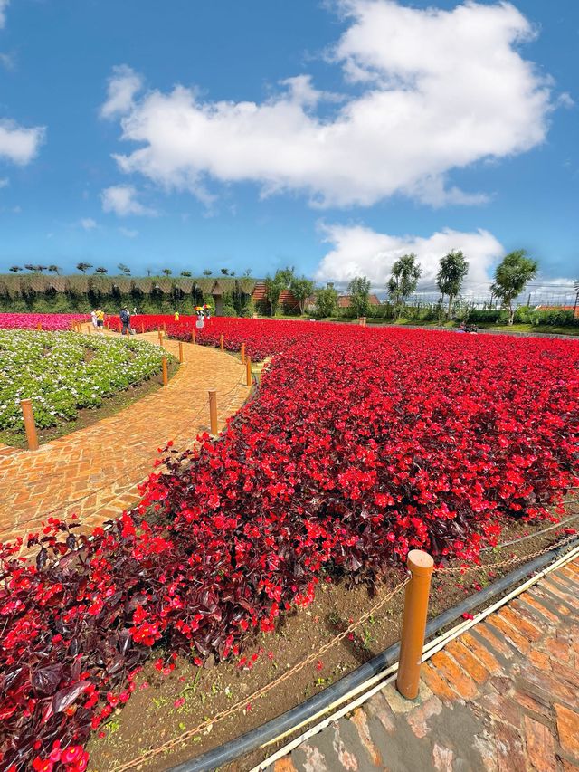 Fresh Garden at Dalat Vietnam 