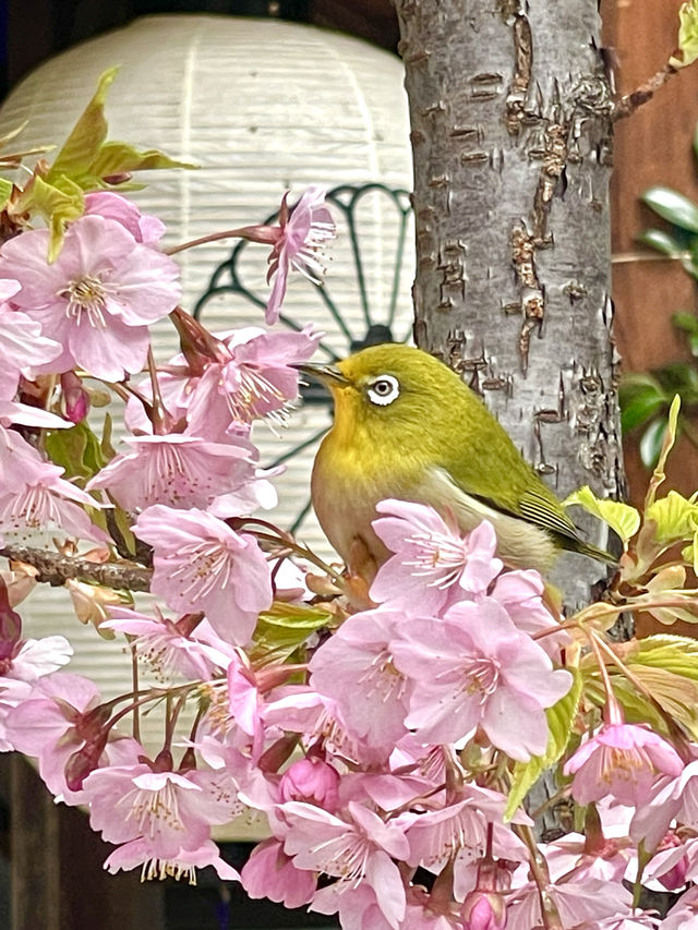 【東京大神宮/東京都】春になると河津桜を設置