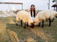 Merino Sheep Farm น้องแกะน่ารัก 