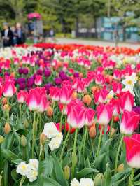 Taean Tulip Festival 
