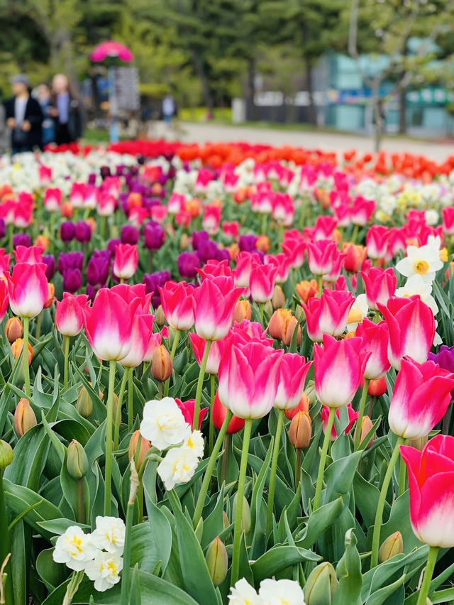 Taean Tulip Festival 