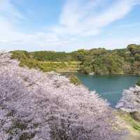 【賞櫻勝地】乞田川櫻花花海