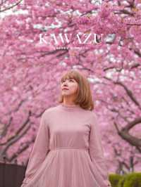 Kawazu Sakura Cherry blossom แห่งเมืองคะวะซุ🌸