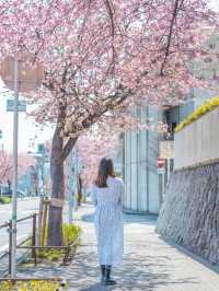 名古屋賞櫻秘點🌸 遊人少旅攝必去！