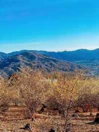 【秩父】宝登山でロウバイと梅の花を楽しむ🌸