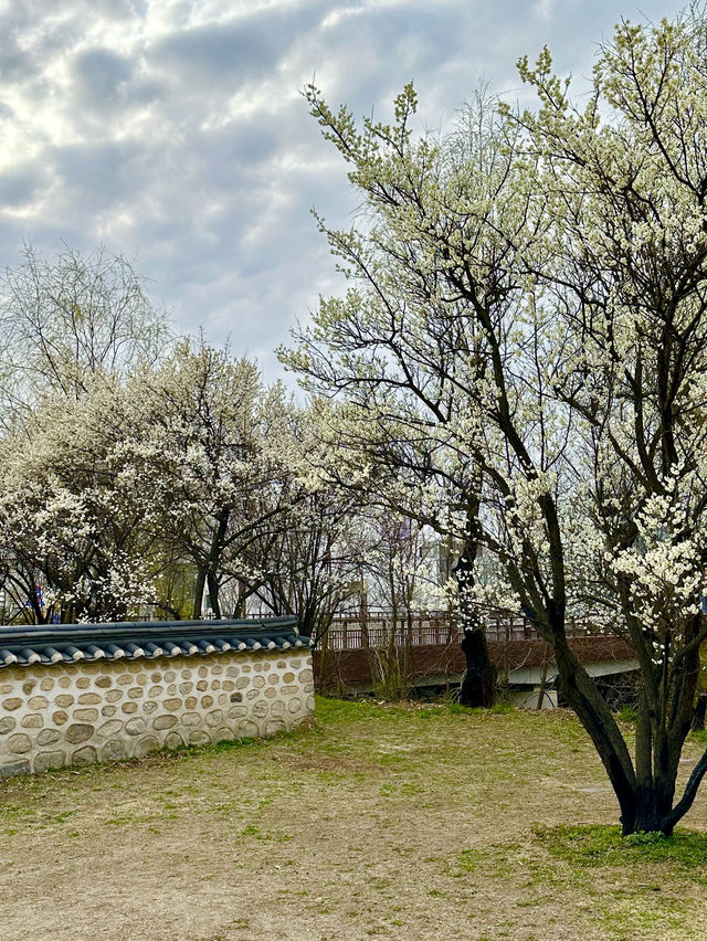 새하얀 벚꽃들과 🌸 초봄느낌 물씬 느낄 수 있는 🌱서호정사 봄데이트