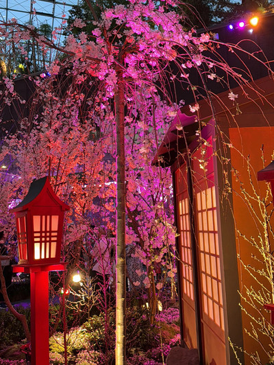 Viewing Sakura 2024 Under The Moon 🌸 | Trip.com Singapore