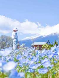 富士山とネモフィラが同時に見られる！山中湖花の都公園