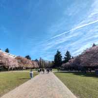 Cherry Blossoms in Seattle