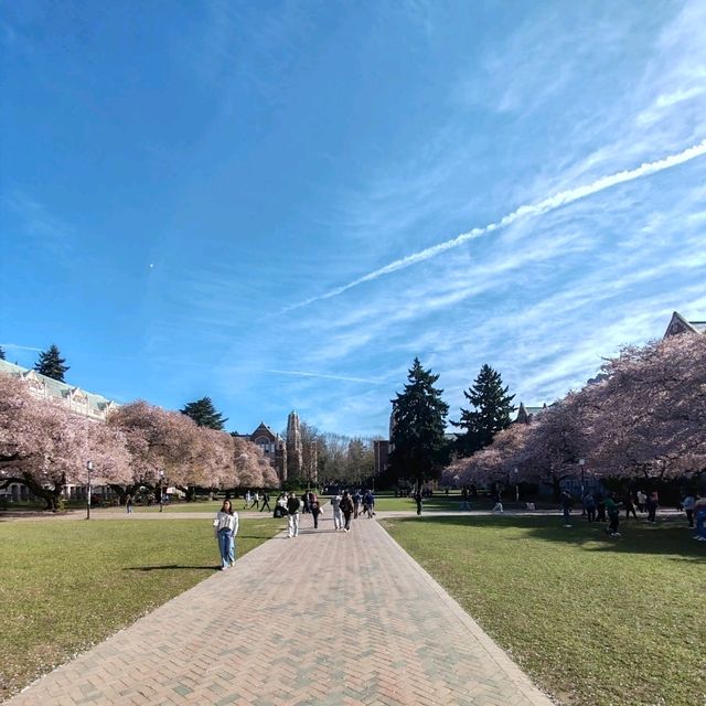 Cherry Blossoms in Seattle