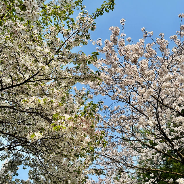 안양천의 벚꽃길을 따라 자전거 여행, 학운공원🌸