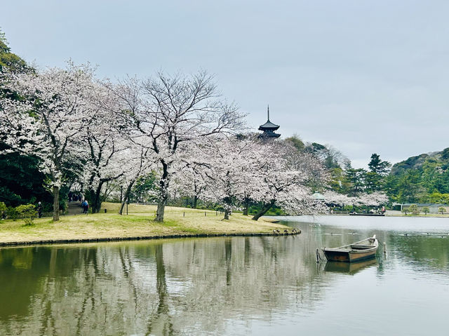 🌸Blooming season in Sankei Garden