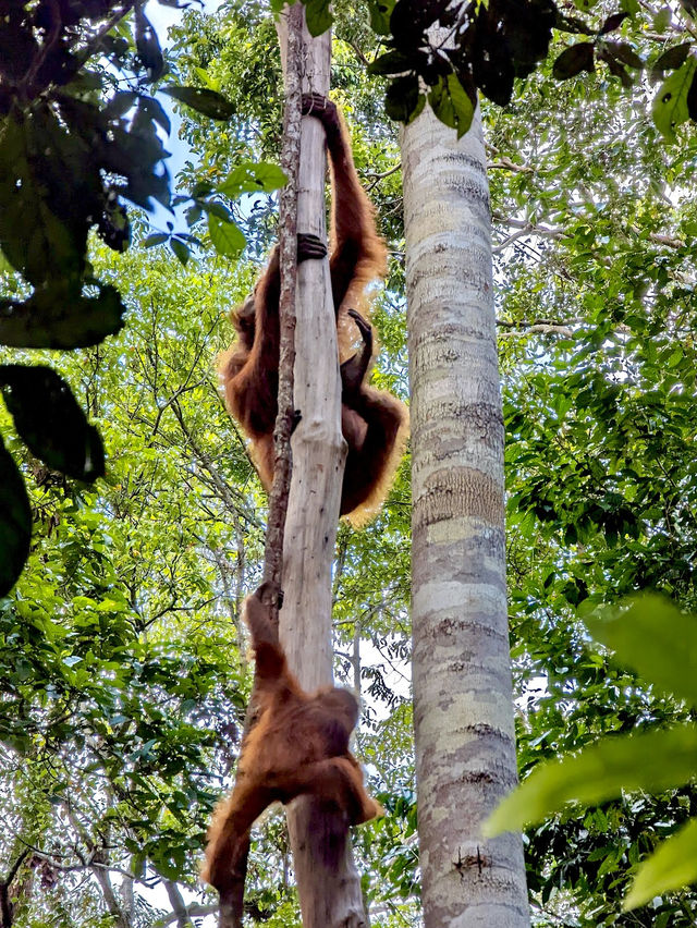 Taman Nasional Tanjung Puting